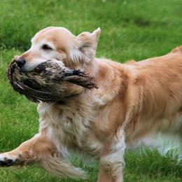Golden Retriever All Grown Up from Lori Copsey's Golden Retrievers