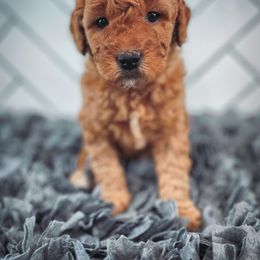 Goldendoodle Puppies from Goldendoodle Utah