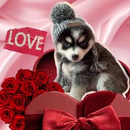 Flurry - Black and white male Pomsky puppy in Venus, Pennsylvania from Hemlock Pines Pomsky