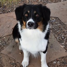 Mavis - Australian Shepherd