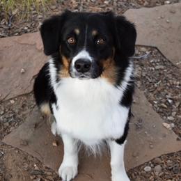 Mavis - Australian Shepherd