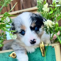 Grumpy - Blue merle and white female American Corgi puppy in Tome, New Mexico from Blue Diamond Welsh corgis