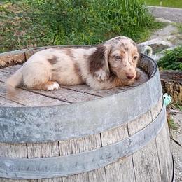 Galaxy - Dapple male Dachshund puppy in Dayton, Ohio from LUXEYPUPS
