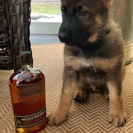 German Shepherd Puppies from High Tide German Shepherds