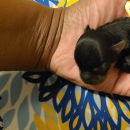 Yorkshire Terrier Puppies from Empress Kiss Yorkies