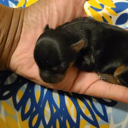 Yorkshire Terrier Puppies from Empress Kiss Yorkies