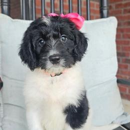 Miss Piggy - female Newfypoo puppy in Hardin, Kentucky from Bluegrass Newfypoos