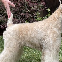 Soft Coated Wheaten Terriers from PitterPat
