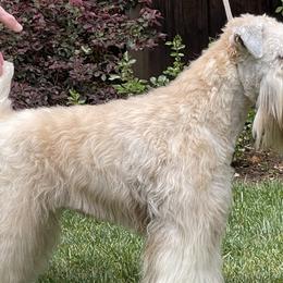 Soft Coated Wheaten Terriers from PitterPat