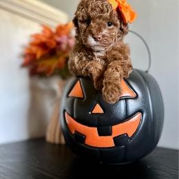 Pickles - Red  female Poodle puppy in Kentucky from Deerly Poodles