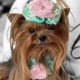 Minika - Yorkshire Terrier