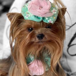 Minika - Yorkshire Terrier