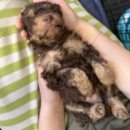 Poodle Puppies from Noelle Poodles