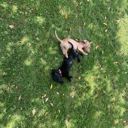 Dachshund Puppies from Barks and Burrows