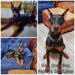 Dachshund and Doberman Pinscher Puppies from Living Hope Dobies and Doxies
