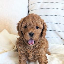 Goldendoodle Puppies from Rosie Doodles AZ