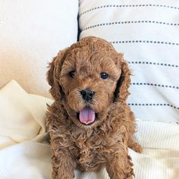 Goldendoodle Puppies from Rosie Doodles AZ