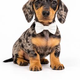 Bruno - Dapple male Dachshund puppy in Illinois from William Rotsaert