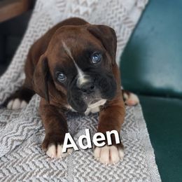 Aden - Brindle male Boxer puppy in Newville, Pennsylvania from Zimmerman's Pets