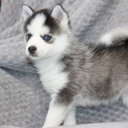 Pomsky Puppies from SZ Rolling Acres LLC