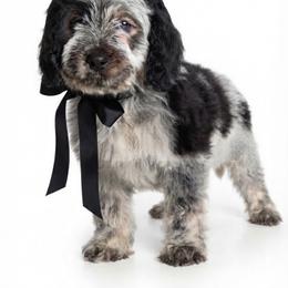 Rio - Black and white male Springerdoodle puppy in Fargo, North Dakota from Dakota SpringerDoodles