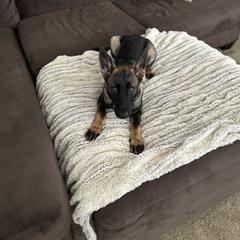 Purple female - Sable German Shepherd puppy in Fredericksburg, Virginia from Trinity German Shepherd Dogs