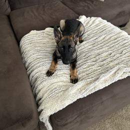 Purple female - Sable German Shepherd puppy in Fredericksburg, Virginia from Trinity German Shepherd Dogs