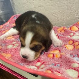Glitter - Black tan and white female Beagle puppy in Suffolk, Virginia from Lil Kountry Pocket Beagles