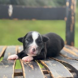 Virginia - Black tri female Miniature Australian Shepherd puppy in Stuart, Virginia from Apple Tree Mini Aussies