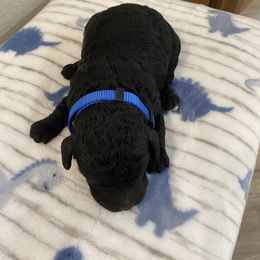 Rip - Black and white male Cockapoo puppy in Brookings, South Dakota from Hofer Pups