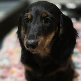 Black and tan brindle - Black and tan female Dachshund puppy in Ethel, Washington from Mickey's Miracle Doxies