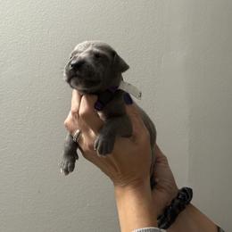 Great Dane All Grown Up from Dream Danes House of Cambridge Great Danes