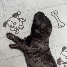 Labradoodle Puppies from Mud Puppies