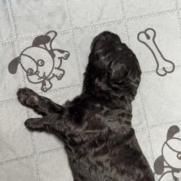 Labradoodle Puppies from Mud Puppies
