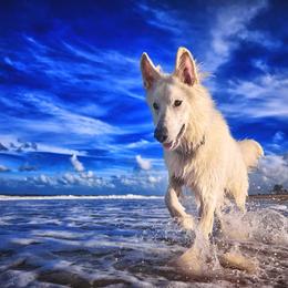 Berger Blanc Suisse and German Shepherd Puppies from Vom Hundhaus German Shepherds