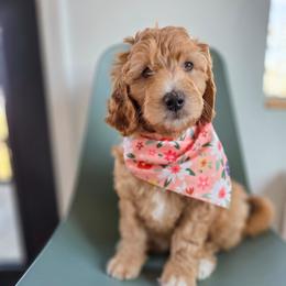 Lola - Red female Bernedoodle puppy in Wagener, South Carolina from Noble Friend Breeders LLC