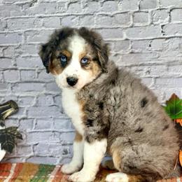 Kat - Blue merle female Assorted Doodle Crosses puppy in Moulton, Iowa from Shondel Puppy Paws
