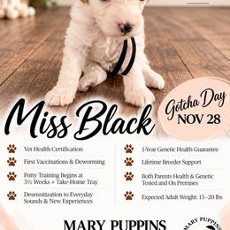 Miss Black - Buff and white female Cockapoo puppy in Tampa, Florida from Mary Puppins