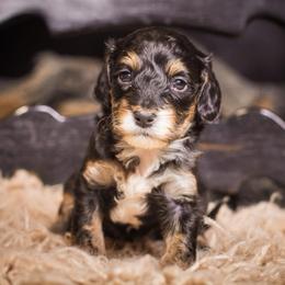 Hagrid - Tri-color male Bernedoodle puppy in Tyner, Kentucky from Good Dog Doodles