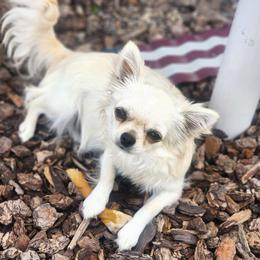 SUMY - Chihuahua