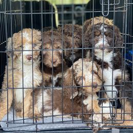Aussiedoodle Puppies from Gore Doodle Ranch