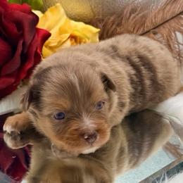 Lacie - Red merle female Toy Australian Shepherd puppy in Denmark, South Carolina from Rustic Rose Toy Australian Shepherds