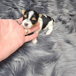 Girl 2 - Parti female Yorkshire Terrier puppy in Belpre, Ohio from Blackwoods Yorkies