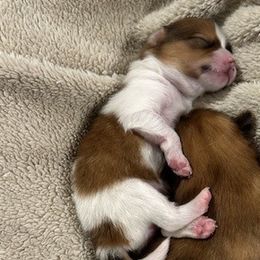 Pomeranians from Pom Frenzy