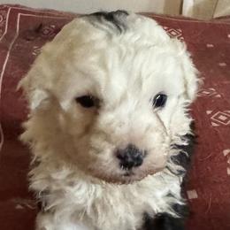 Girl 2 - Brown and white female Aussiedoodle puppy in Patterson, Louisiana from Southern Charm Farms