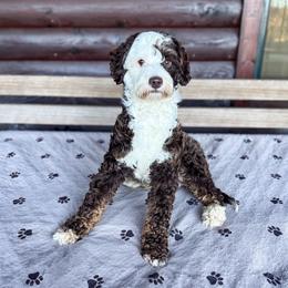 Moosey - Bernedoodle