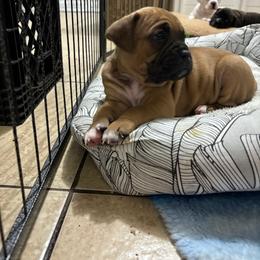 Orange - Fawn female Boxer puppy in Denver, Colorado from Yuni’s AKC Boxers