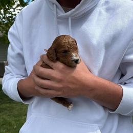 Orange - Red  female Poodle puppy in Pasco, Washington from Dayton Farms