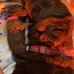 Australian Terrier, Chesapeake Bay Retriever, and Golden Retriever Puppies from Breezeswept Kennel