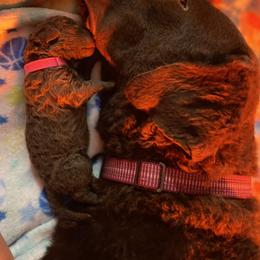 Australian Terrier, Chesapeake Bay Retriever, and Golden Retriever Puppies from Breezeswept Kennel